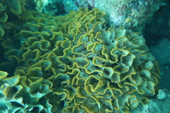 Steginoporella chartacea