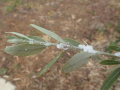 Euphyllura olivina