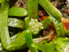 Abrotanella caespitosa