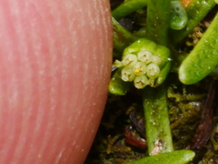 Abrotanella caespitosa