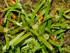 Abrotanella caespitosa