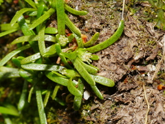 Abrotanella caespitosa