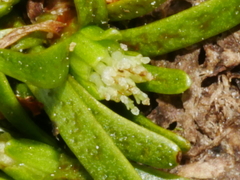 Abrotanella caespitosa