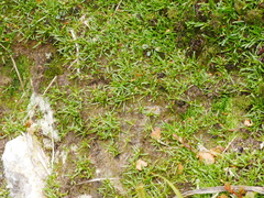 Abrotanella caespitosa