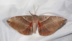 Chelepteryx chalepteryx