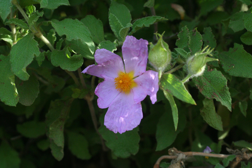 Cistus creticus image