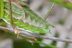 Chlorodectes montanus
