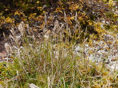 Rytidosperma nigricans