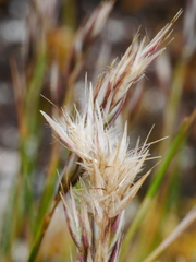 Rytidosperma nigricans