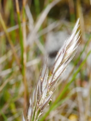 Rytidosperma nigricans