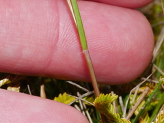 Rytidosperma nigricans