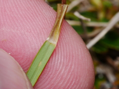 Rytidosperma nigricans