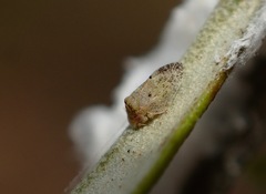 Euphyllura olivina
