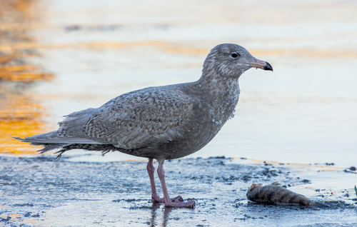 Glaucous Gull｜白翅银鸥 参考照片