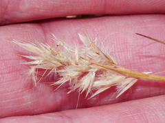 Rytidosperma nigricans