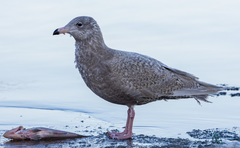 Glaucous Gull photo 2