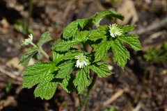 Hydrastis canadensis
