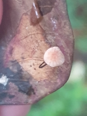 Marasmius hudsonii