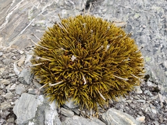 Aciphylla simplex