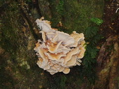 Bondarzewia kirkii