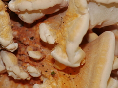 Bondarzewia kirkii