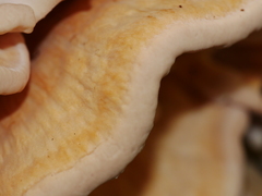 Bondarzewia kirkii