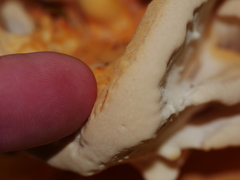 Bondarzewia kirkii