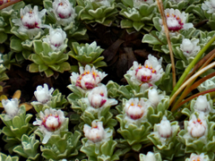 Ewartia nubigena