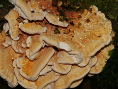 Bondarzewia kirkii
