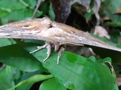 Rinaca thibeta okurai