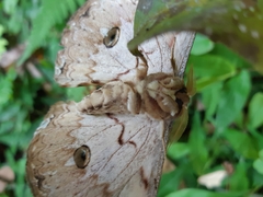 Rinaca thibeta okurai