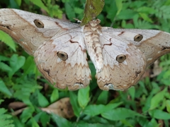 Rinaca thibeta okurai