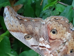 Rinaca thibeta okurai