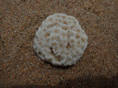 Coscinaraea mcneilli