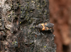 Catasphactes coprias