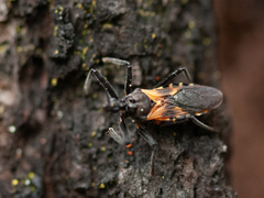 Catasphactes coprias