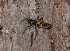 Catasphactes coprias