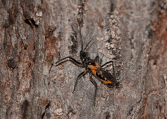 Catasphactes coprias