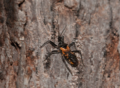 Catasphactes coprias