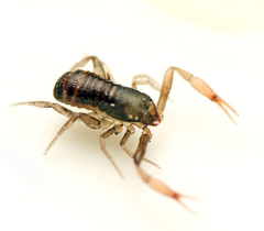 Anaulacodithella