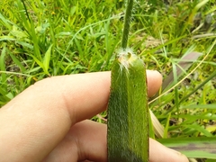 Paspalum paniculatum image