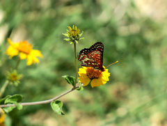 Euphydryas chalcedona hennei