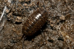 Protracheoniscus politus