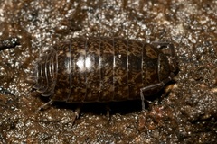 Protracheoniscus politus