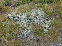 Ewartia nubigena