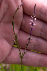 Polygala appendiculata