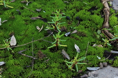 Crassula vaillantii