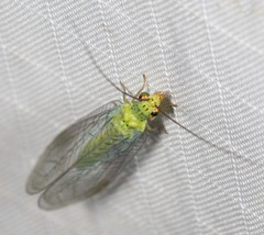 Plesiochrysa ramburi
