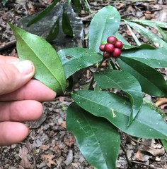 Phaleria octandra