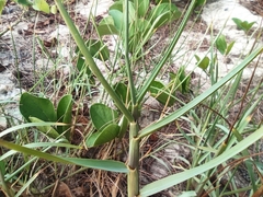 Paspalum vaginatum image